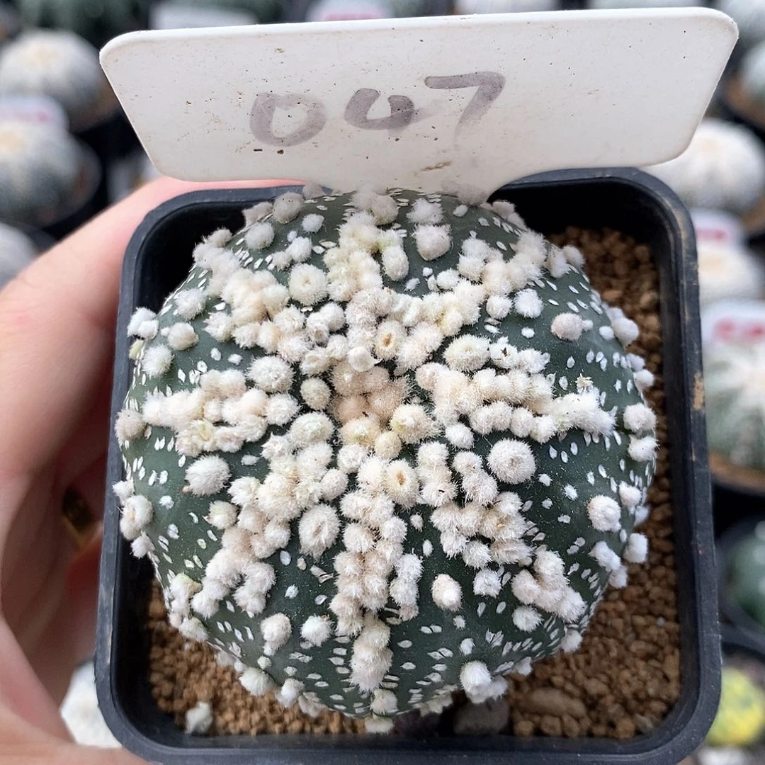 047花园兜系列产品的