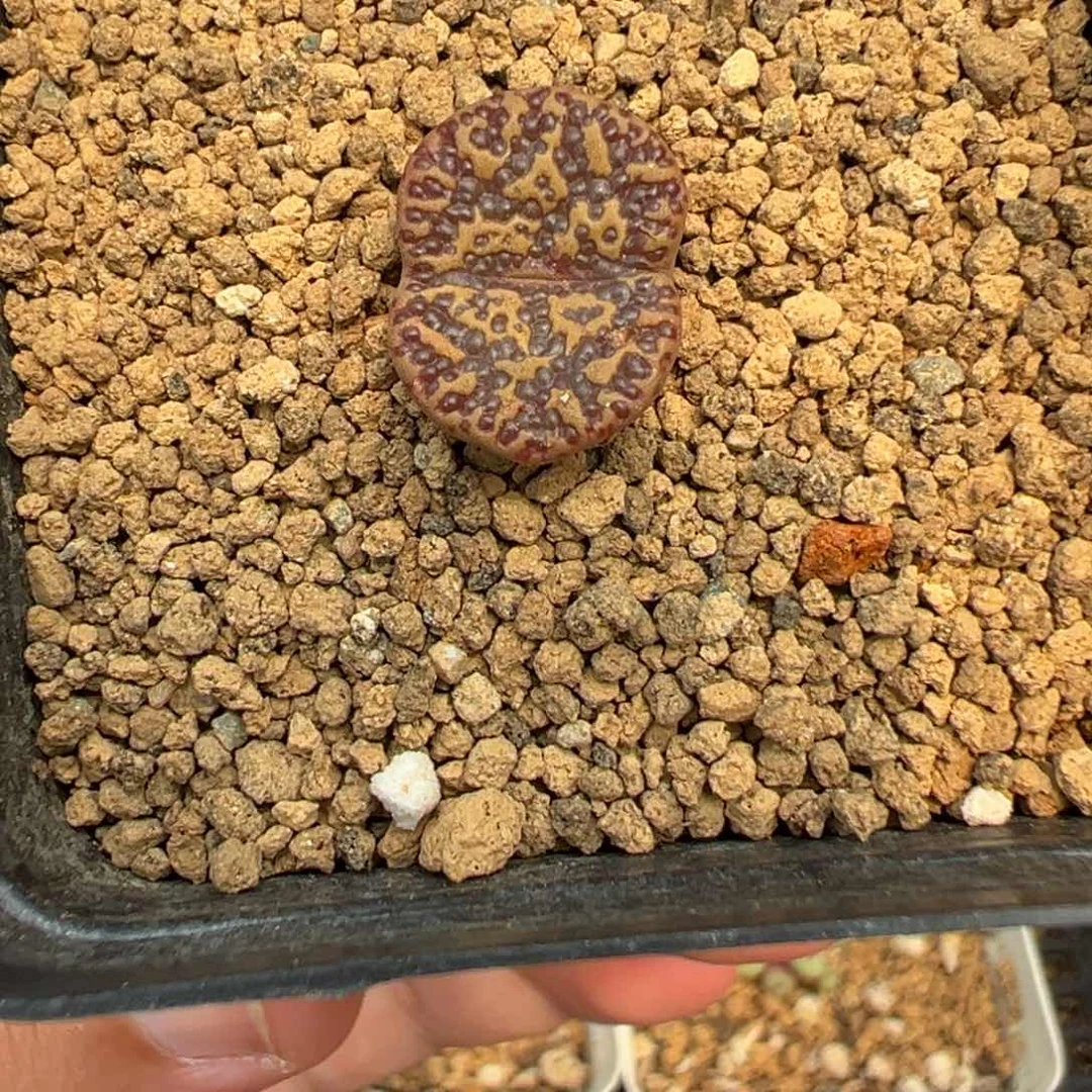 16-68肉锥多肉植物，