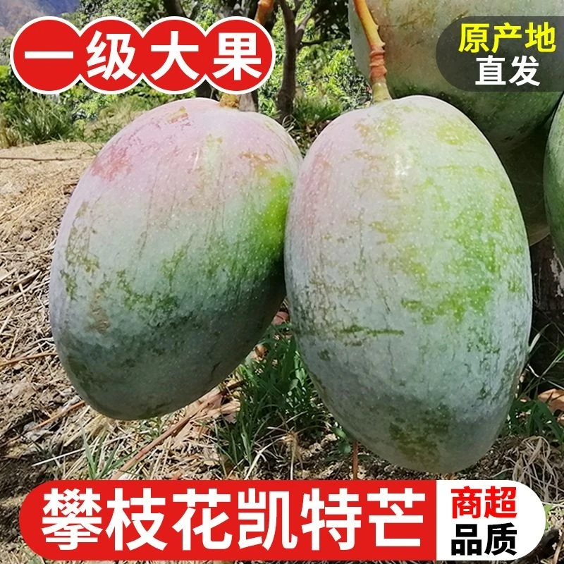 【深漂阿树】四川攀枝花凯特芒当季新鲜时令水果