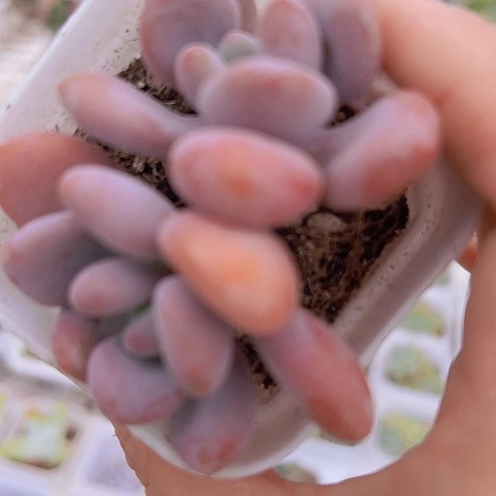 双头粉兔19包邮多肉植物