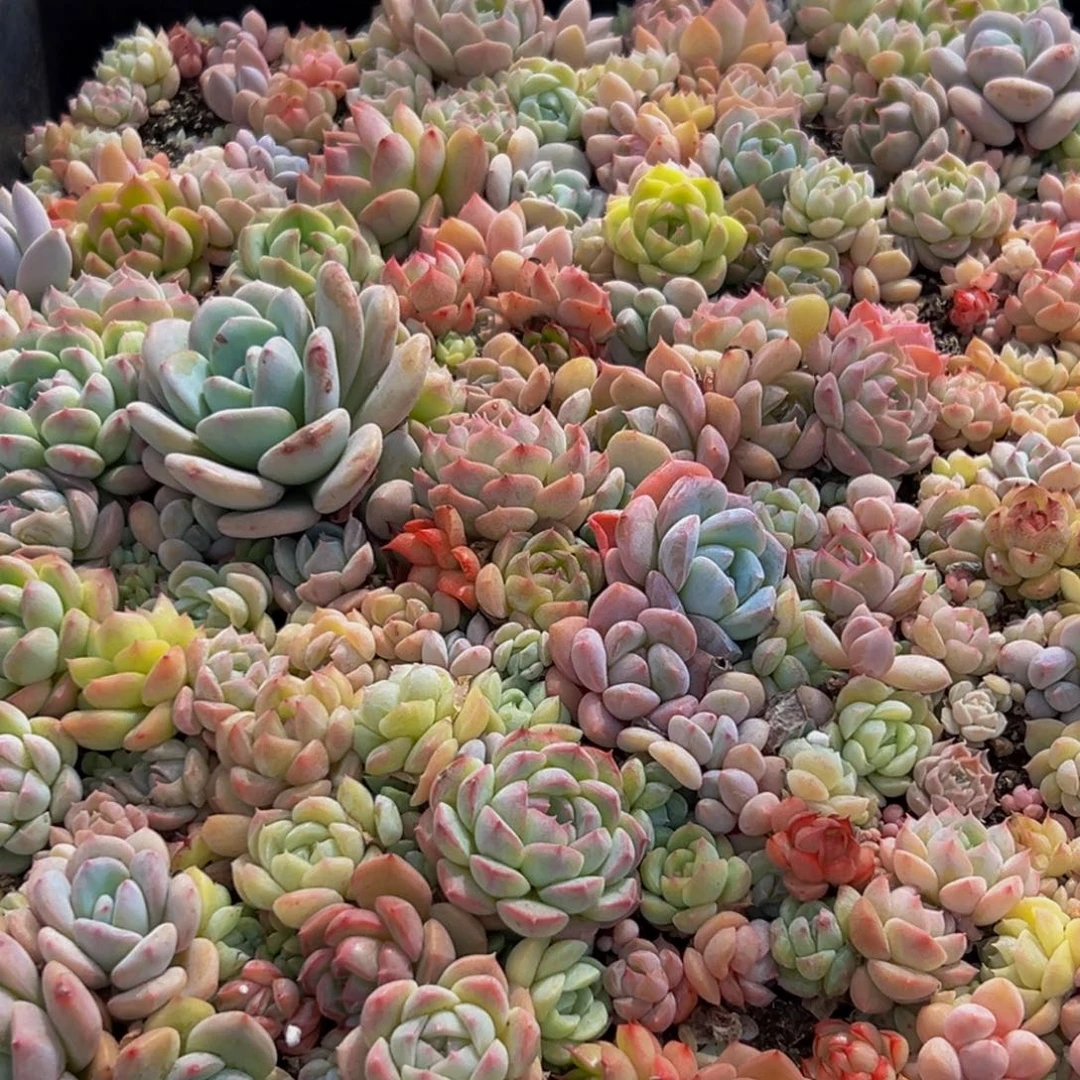 唐***姐105到手价出一套小卡一