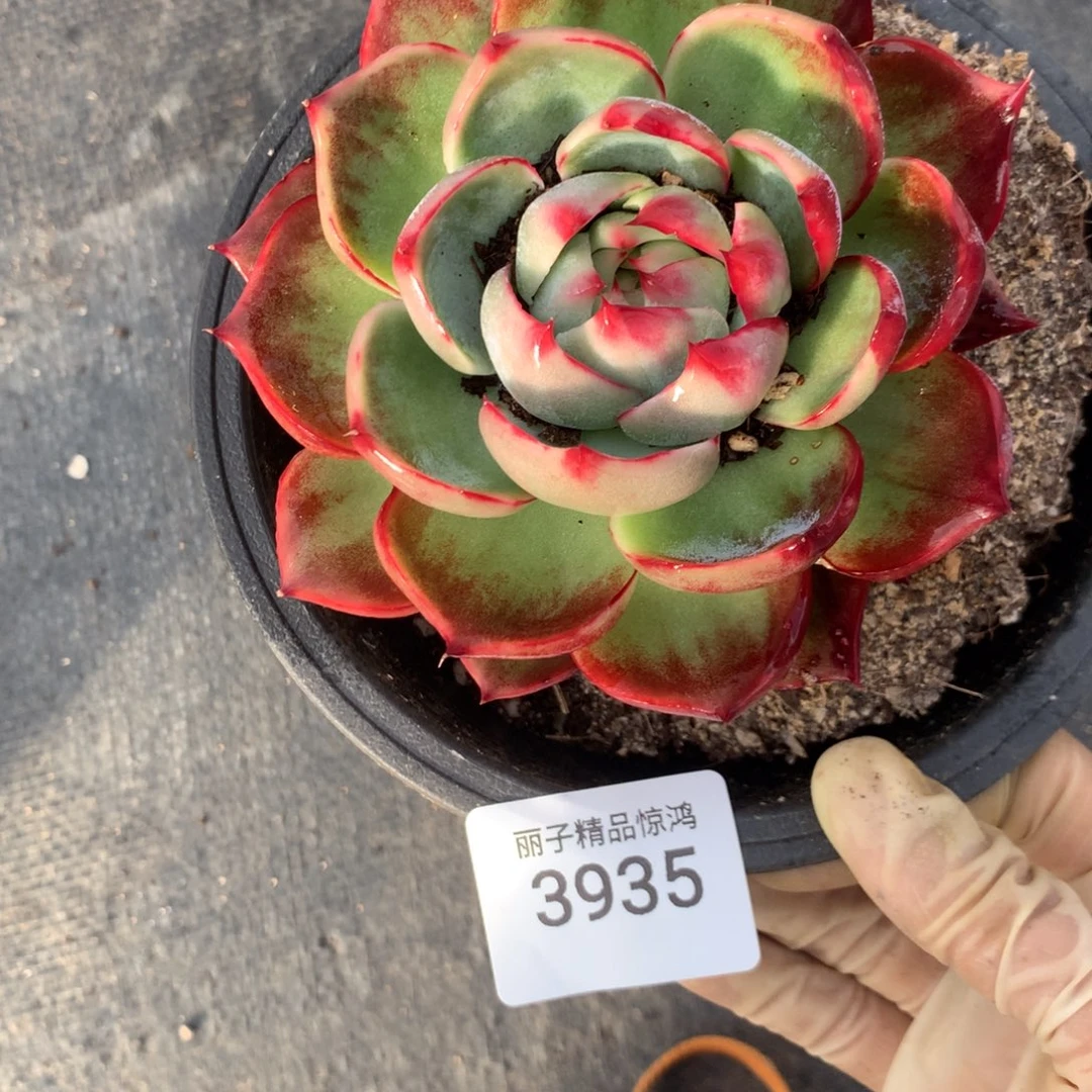 3935一物一拍福利不售后