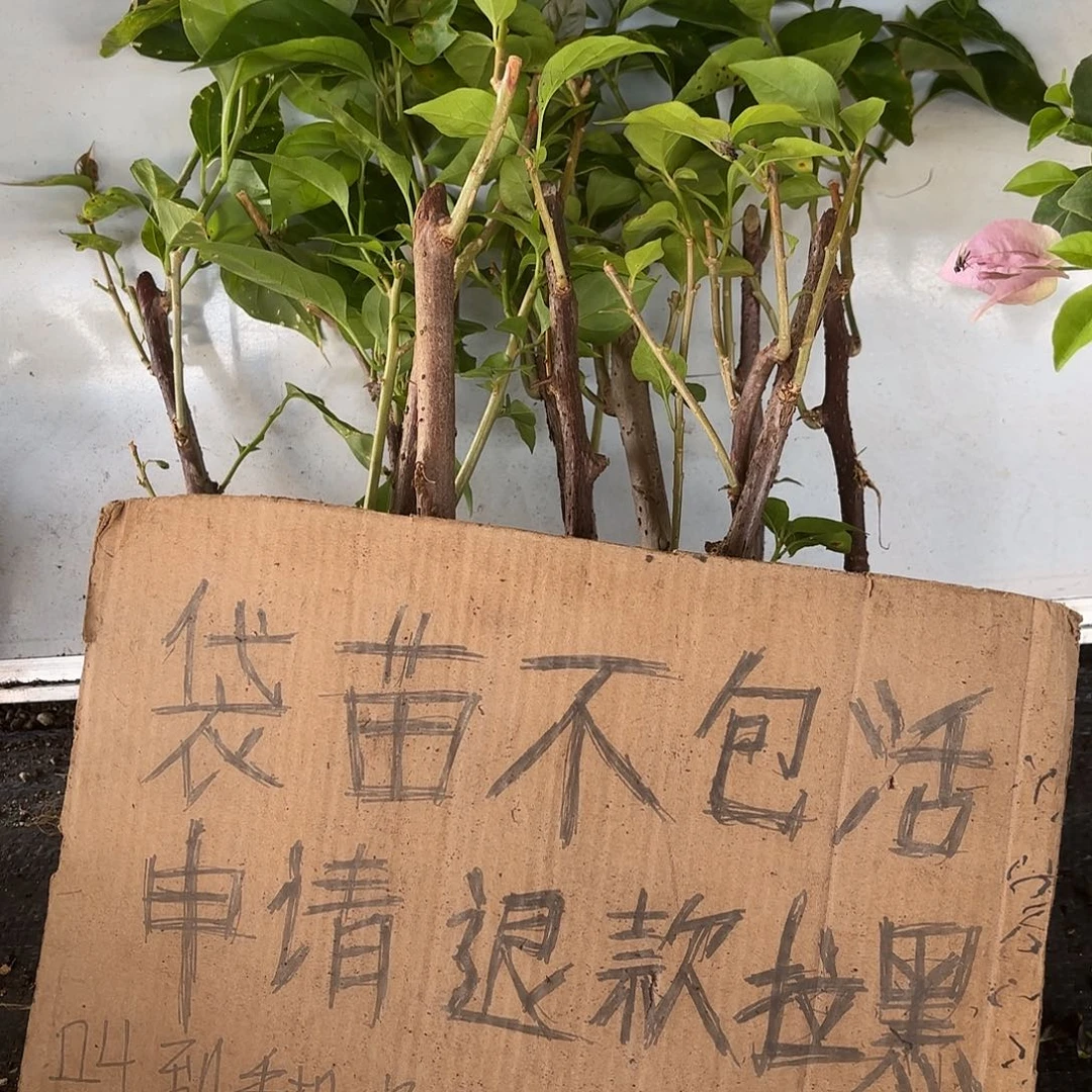 花****当前无花栽培后可以开花袋苗盲盒12颗不包活
