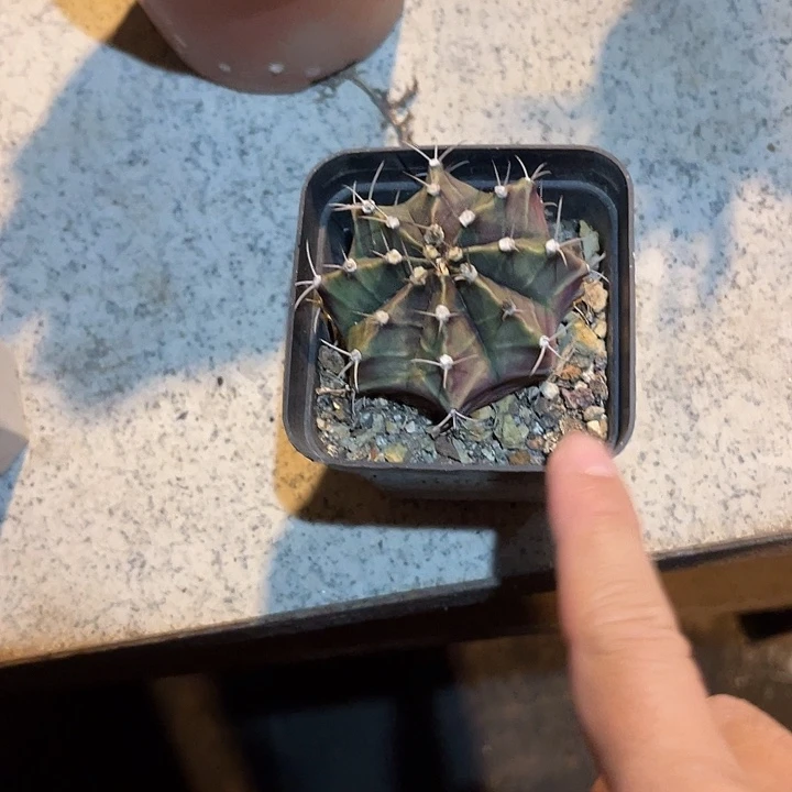 无花朵实生仙人球一物一拍