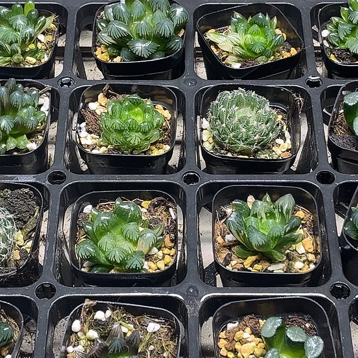 38 脱土发货8颗13.9包邮