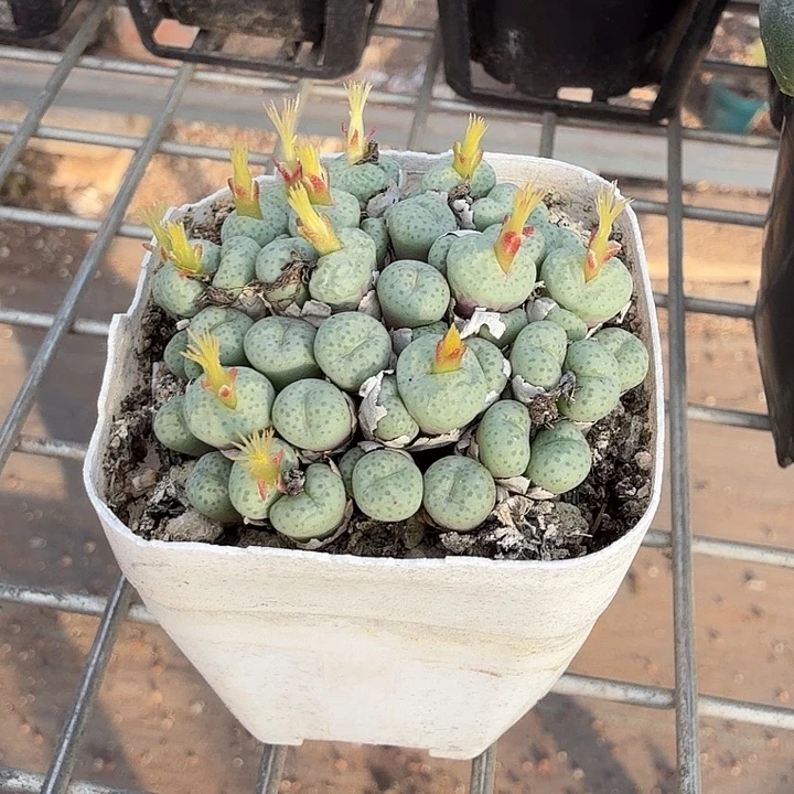 小饼肉锥群5仙人球