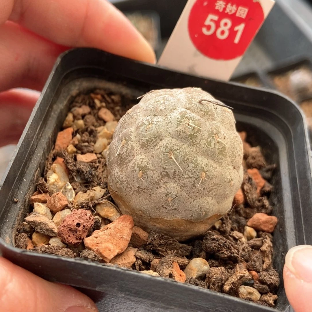 自根上蜡习志野3.3cm