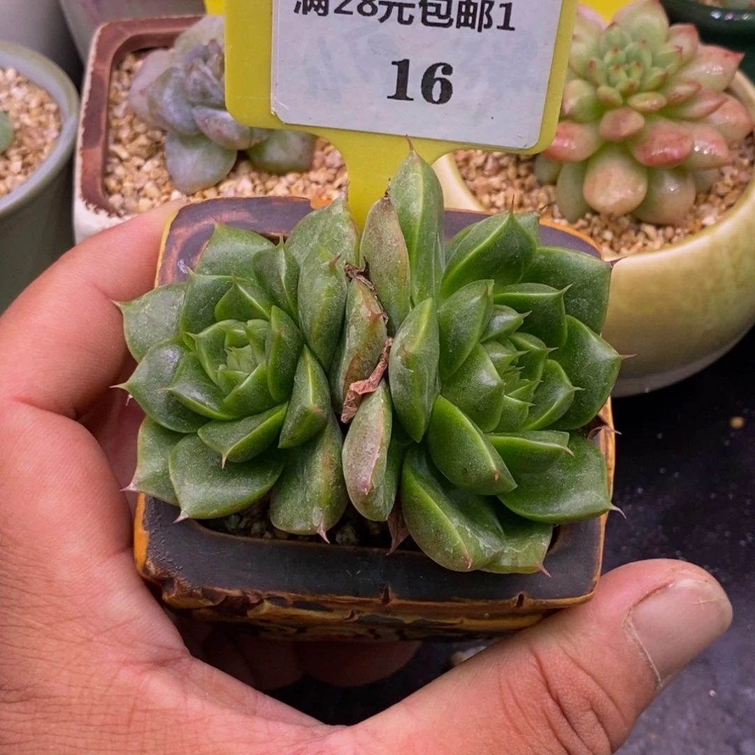 116老桩绿体珍妮……