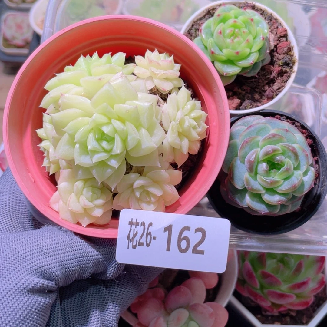 花利美26-162多肉3颗
