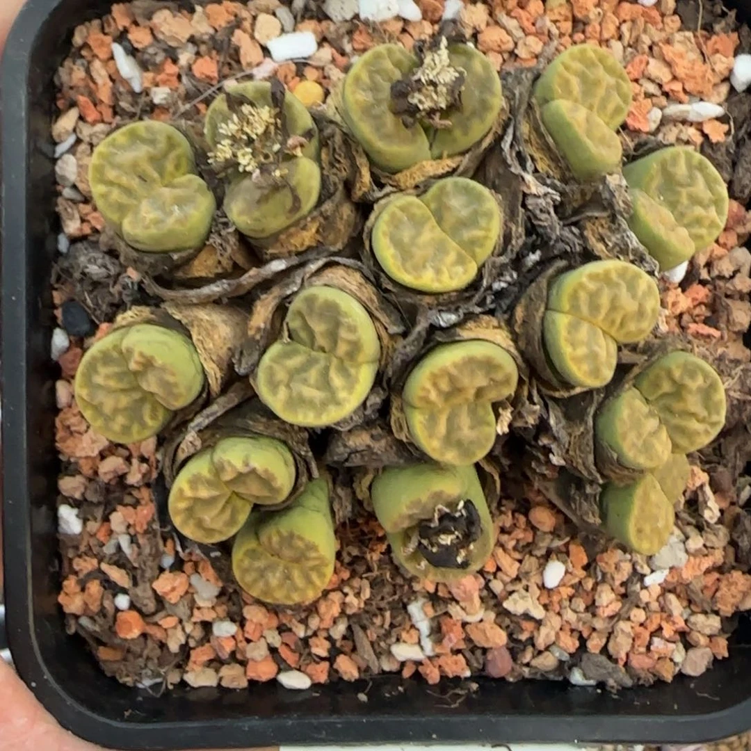 31多头群清框福利30包邮