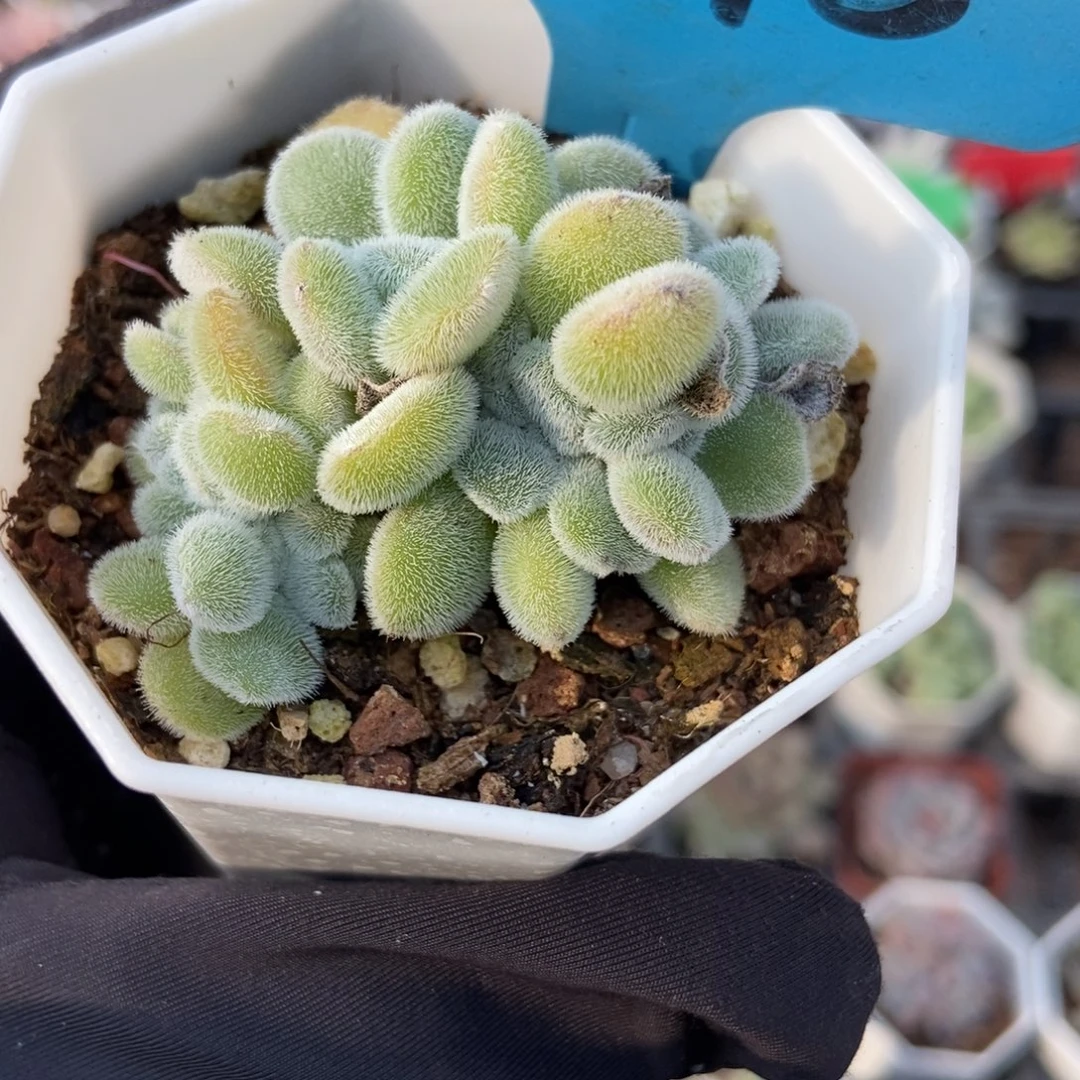7075雪晃星缀多肉