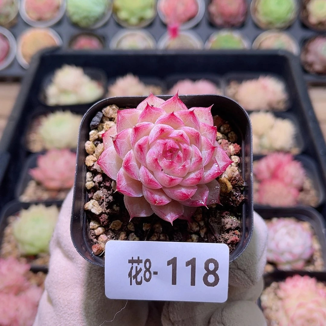 花利美8-118女王玫瑰