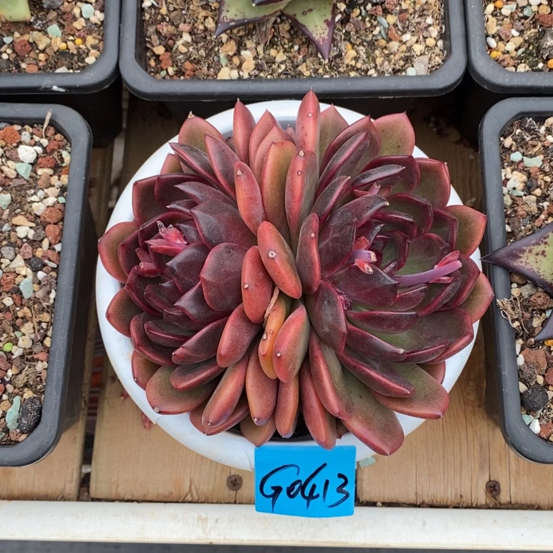 星*多肉植物多肉植物0413