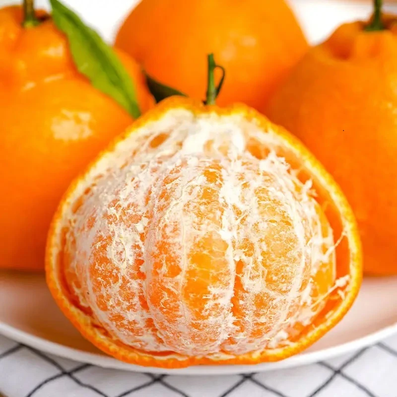 正宗嫁接橘子树苗【一物一拍】庭院花园阳台花园种植高成活包邮