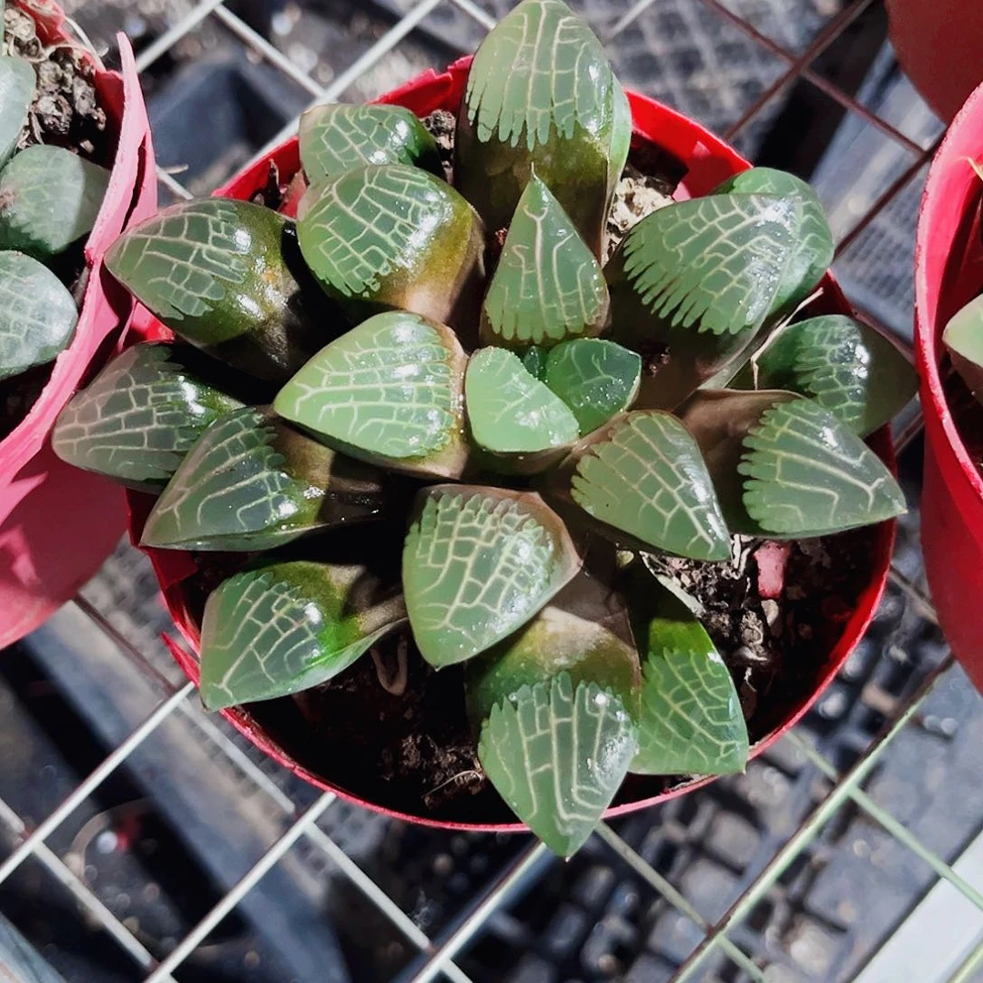 特价处理母本背窗克