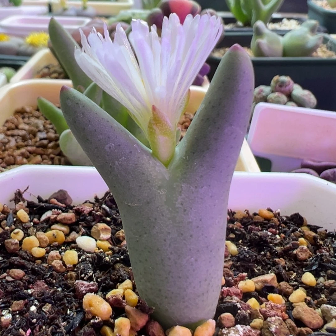 白花皮卡丘 肉锥植物