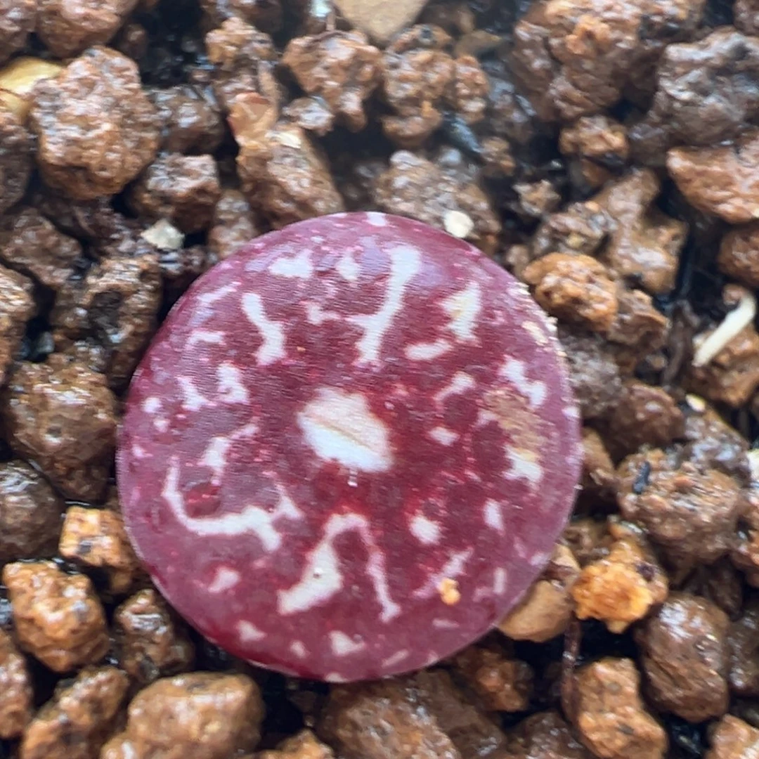 72多肉植物百科墨小锥