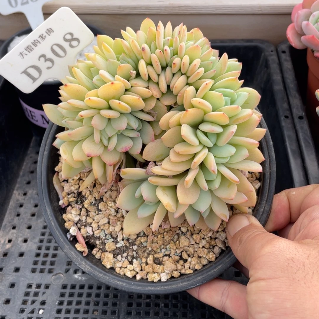 308暮光之城不带盆13厘米