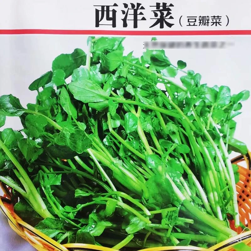 西洋菜种籽豆瓣菜种子秋播菜种水芥菜蔬菜孑子盆栽菜籽小青菜籽种