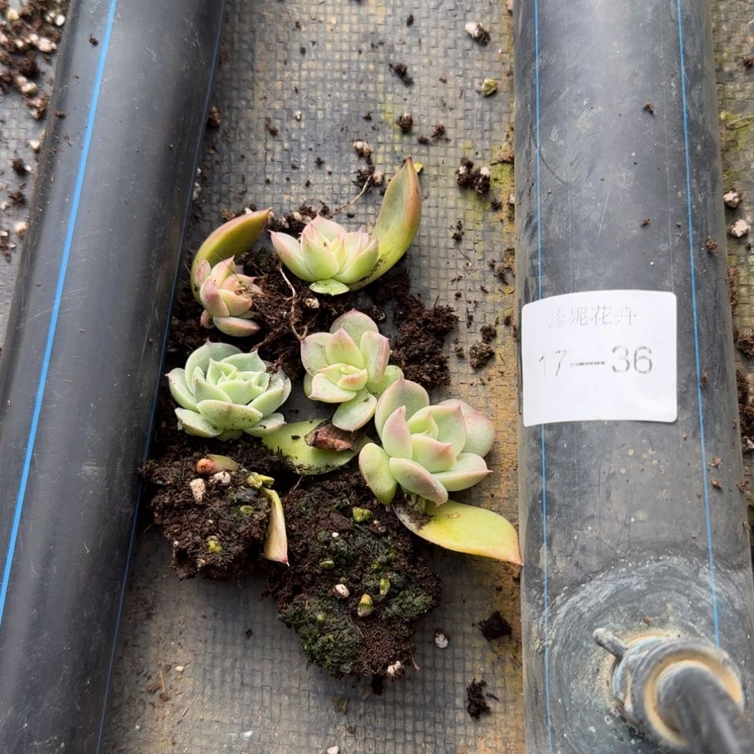 黄心海胆叶插量拍17-36