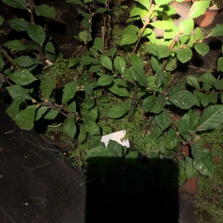 完全开放寿星嫁接苗33.6