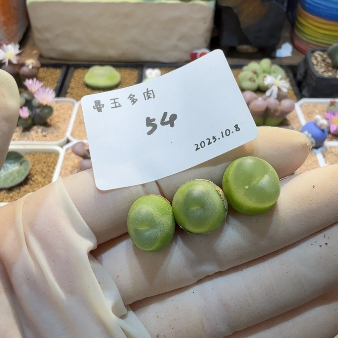 多肉多肉多肉10.8-054