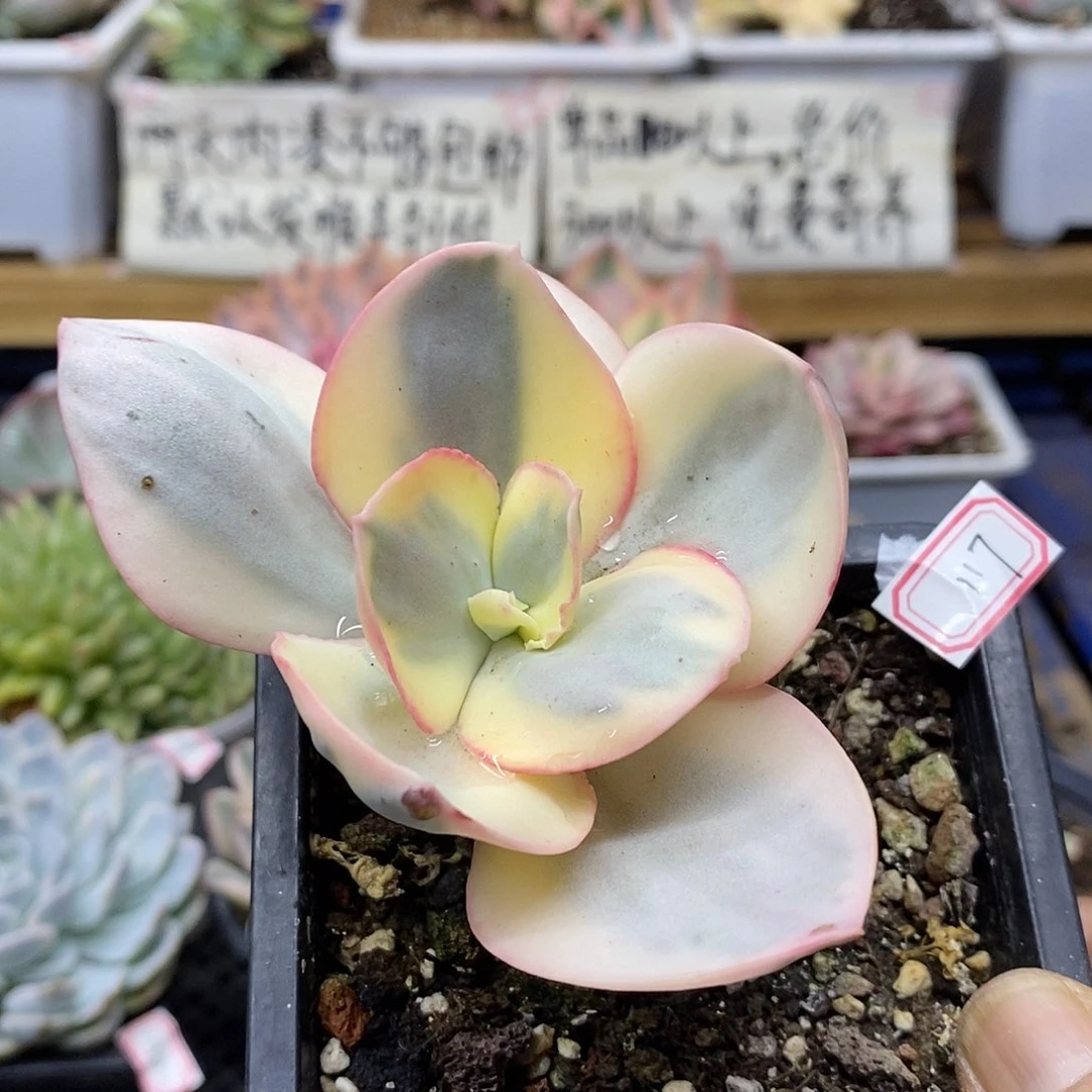 24117 白娘子覆轮锦有杆子