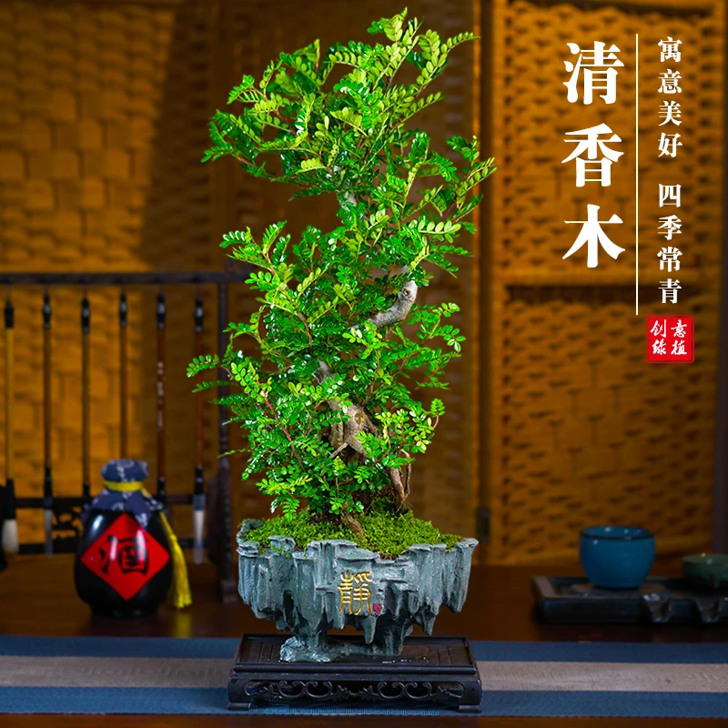 清香胡椒木老桩造型盆栽室内客厅阳台庭院绿植四季常青好养盆景