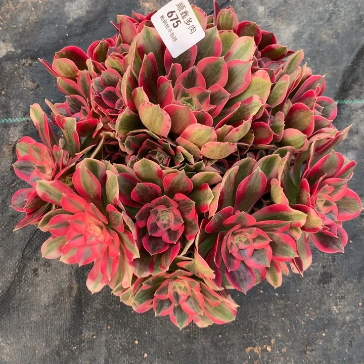 675粉女郎多肉植物