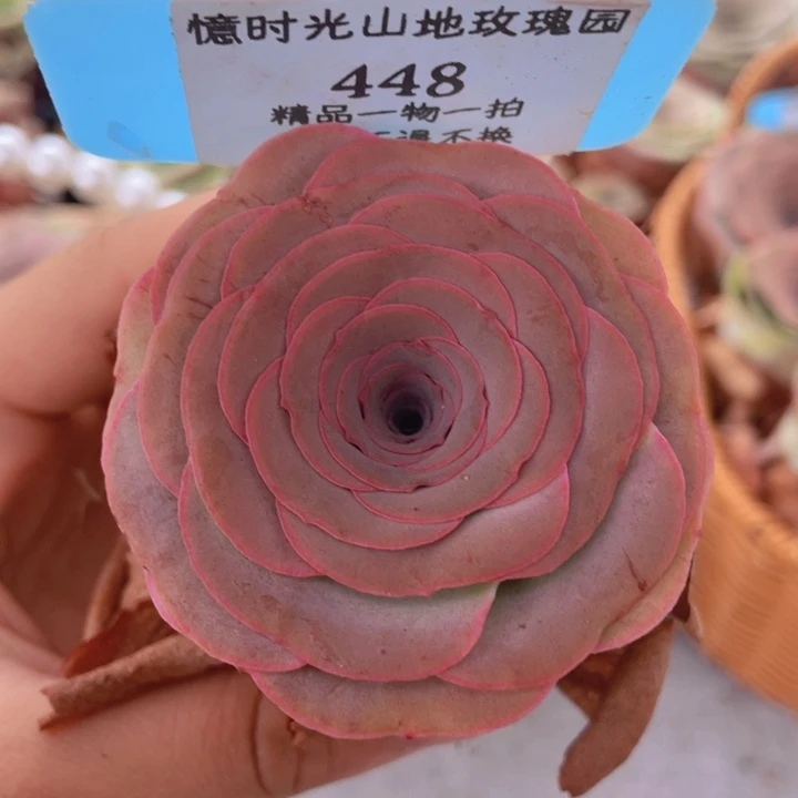 山地玫瑰448裸根发货不售后