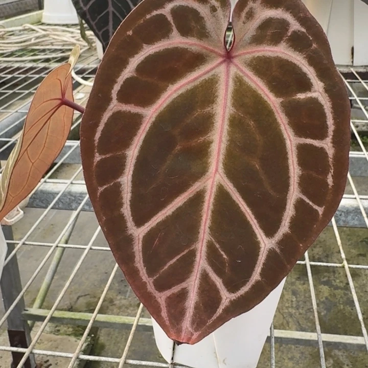 完全开放15号wonderboy紫