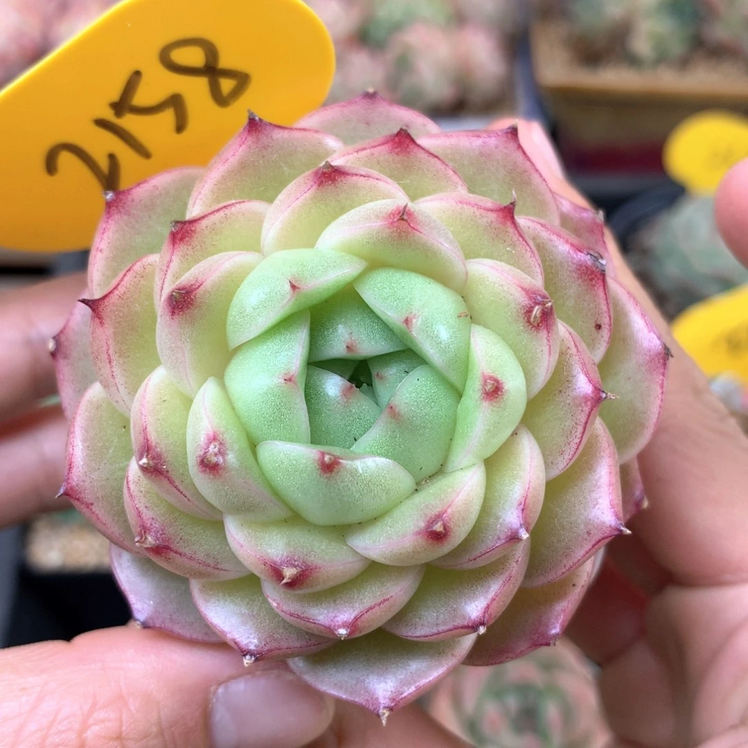 肥圆包边线麦秆单头2158