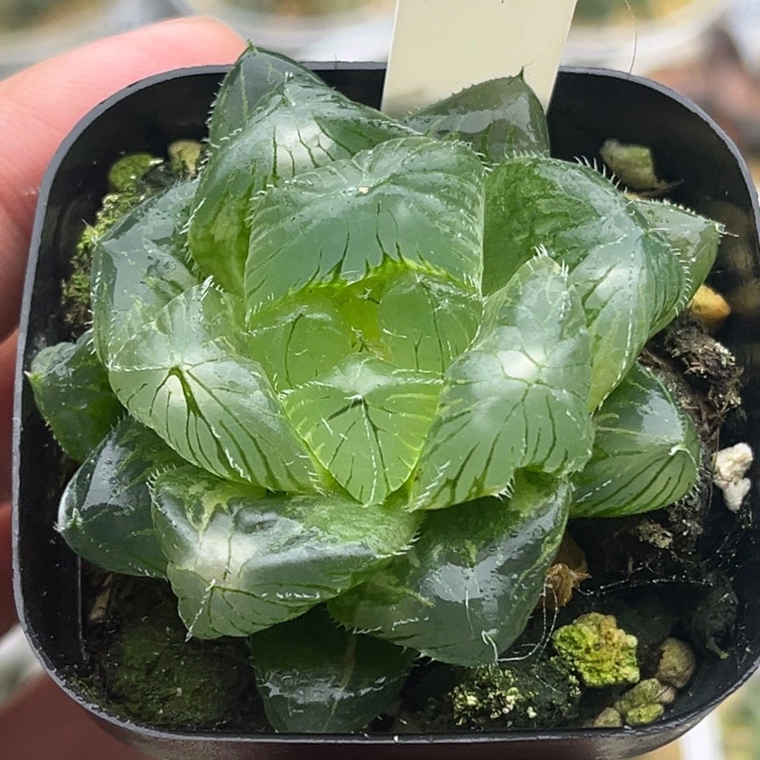 458巨大化冰魄玉露锦头家多肉十二卷