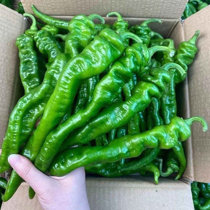 湖北螺丝椒薄皮辣椒丝辣微辣的尖椒陇椒小皱皮青椒蔬菜新鲜