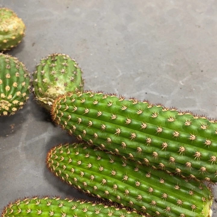 进口金妞金5侧芽一个