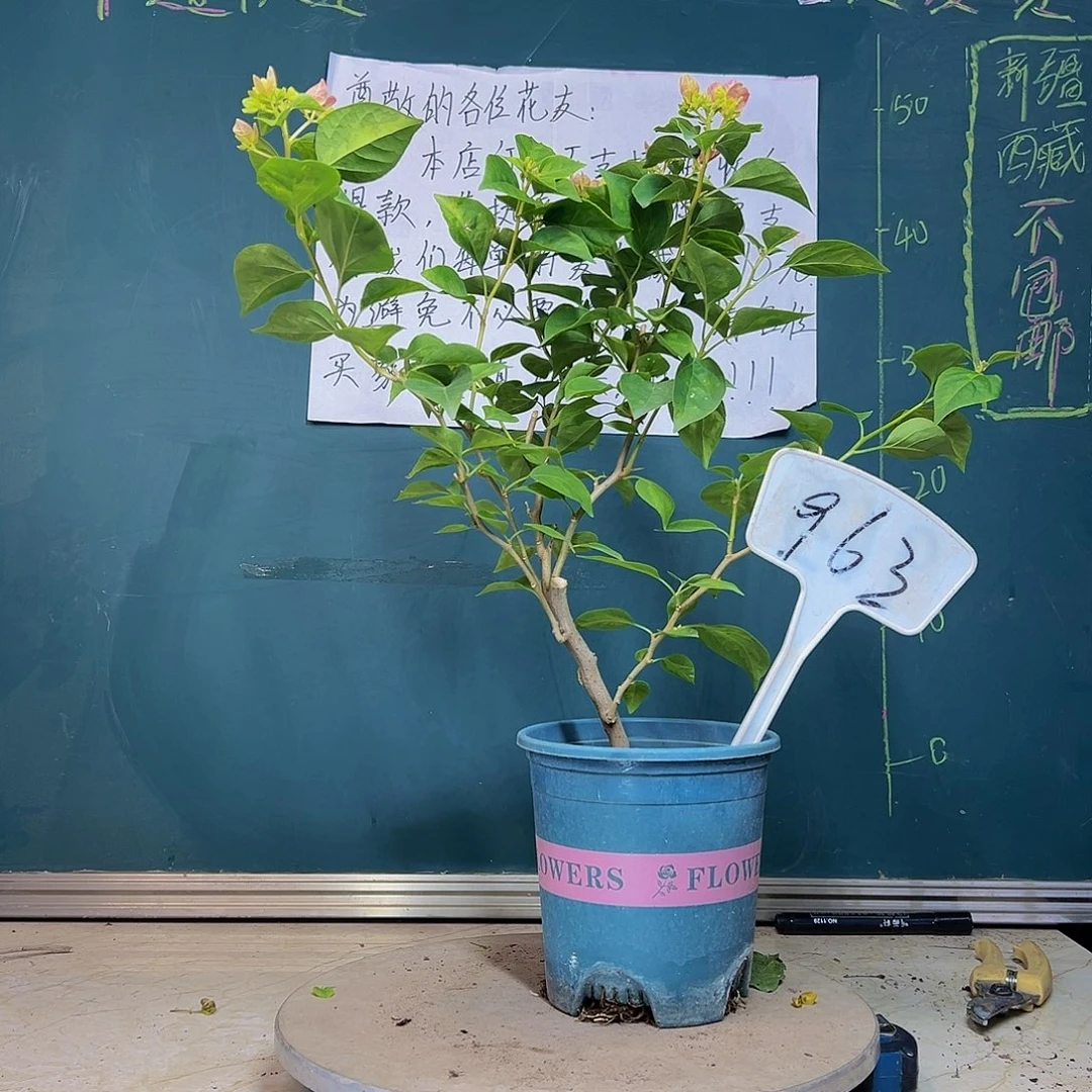 当前无花栽培后可以开花  暗斑五宝  963