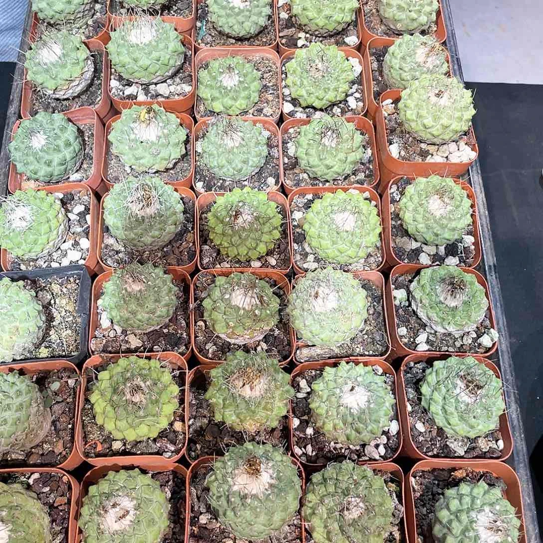 4cm实生控养飞碟菊水