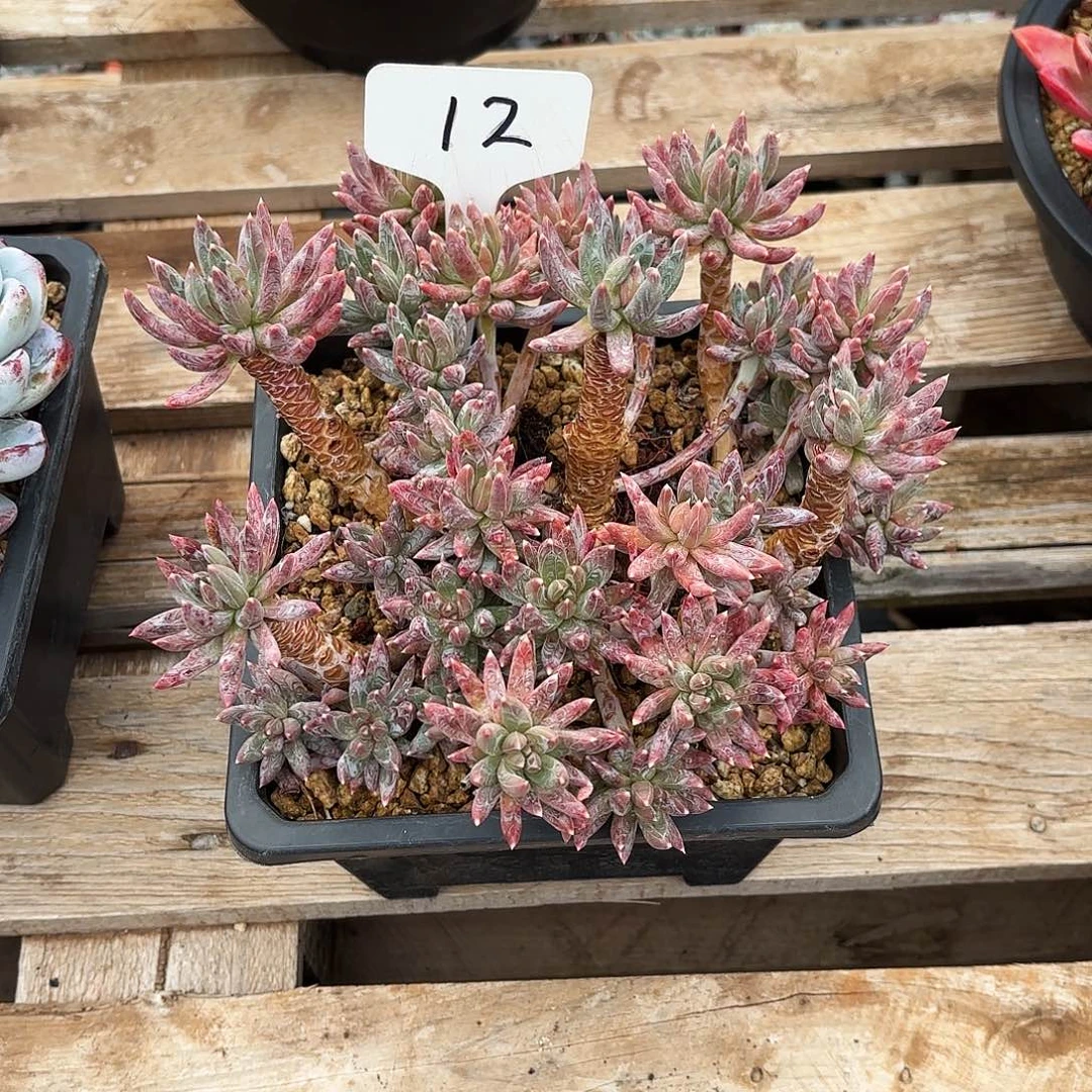 多肉植物，炫彩星12号