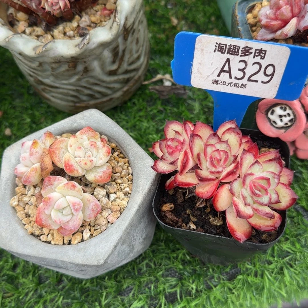 多肉植物肉酱玫瑰求生