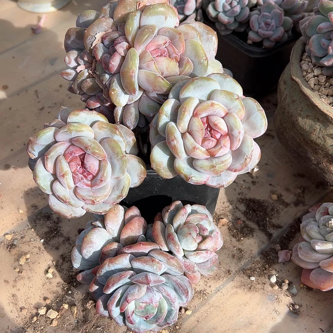 太阳专拍石榴籽星影2颗