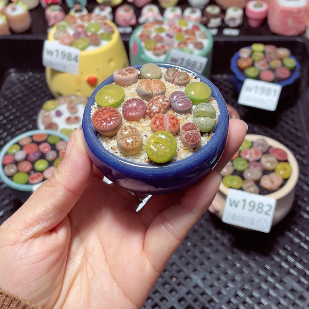 w1986 带盆土发货-零下地区拍保温箱