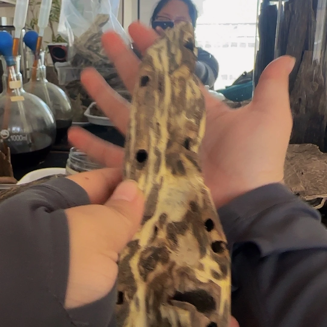 沉香沉香碎屑精品树心油虫漏69克