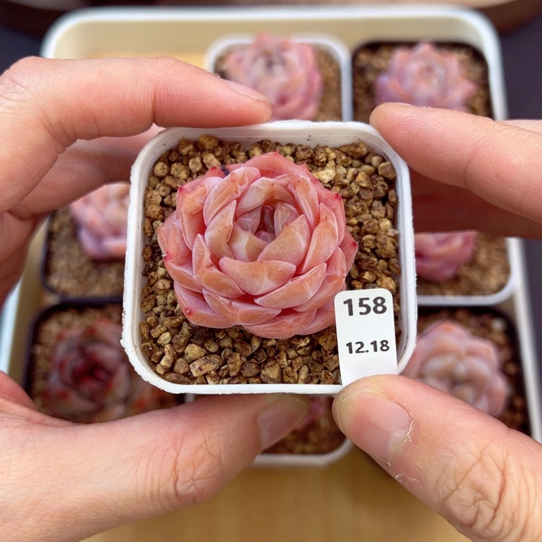 好好看158、哈哈哈哈