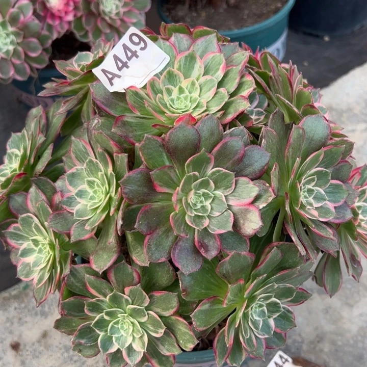 449万花筒25厘米左右