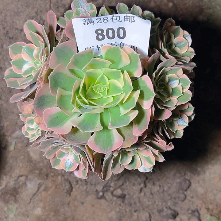 800粉女郎多肉植物