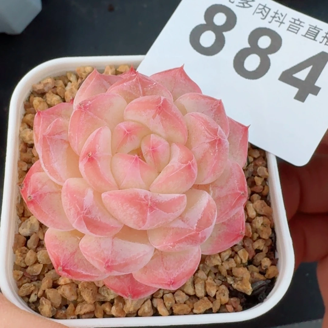 美心         精品多肉