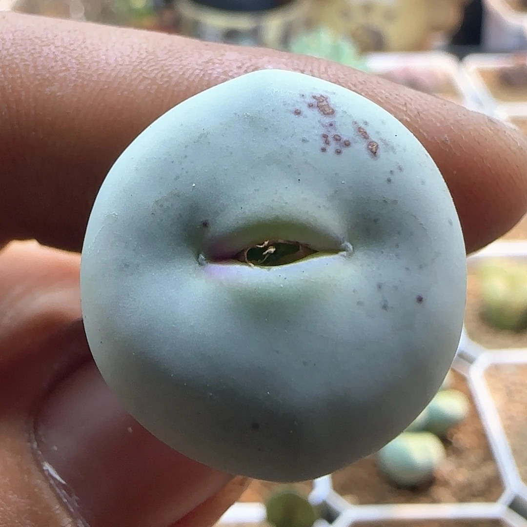 红嘴嘟嘟。     537