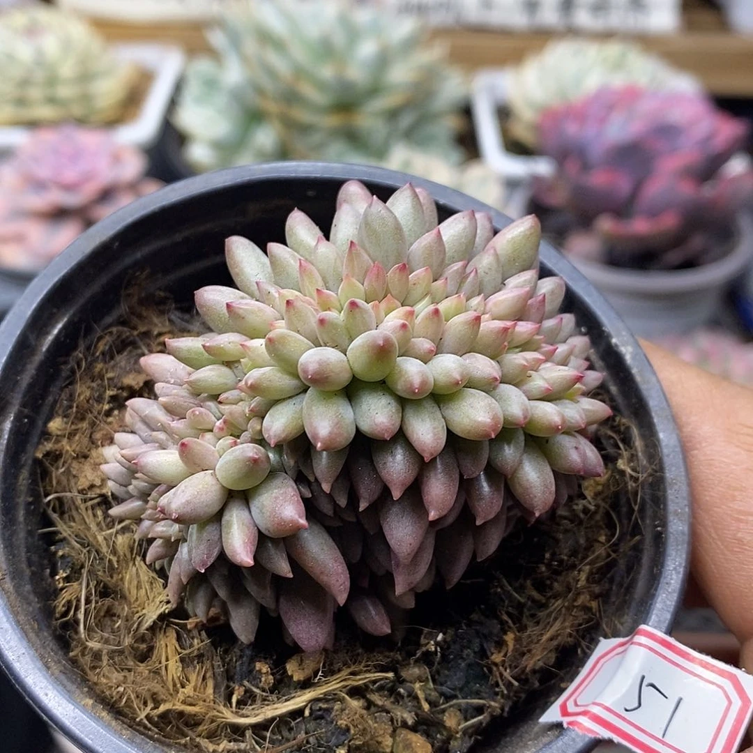 1151 红蜻蜓缀化