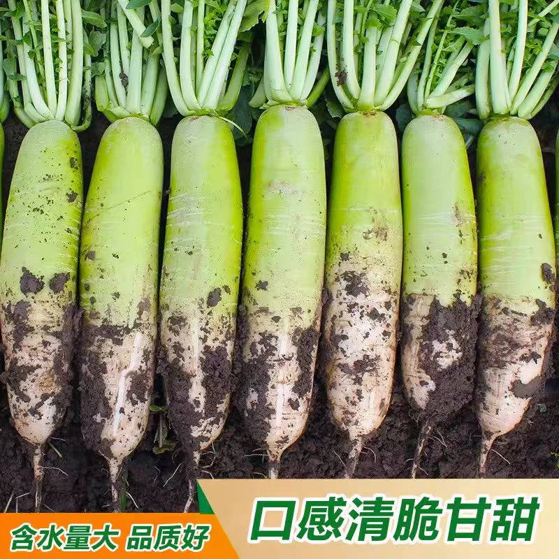 露头青萝卜种籽生吃脆甜爽口秋季播种蔬菜种籽10克/袋