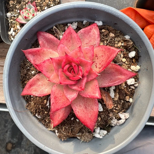 红色天空锦多肉植物